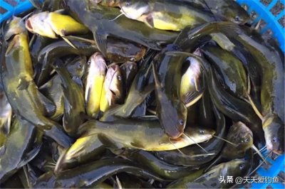 ​秋季野钓黄颡鱼，用这几种窝料打窝，诱鱼成大群，轻松连竿上鱼