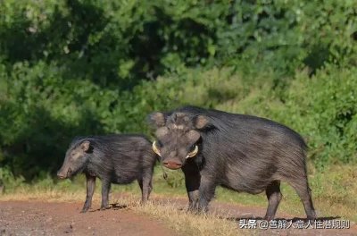 ​连老虎都不敢惹的强悍巨猪“巨林猪”，究竟有多厉害？