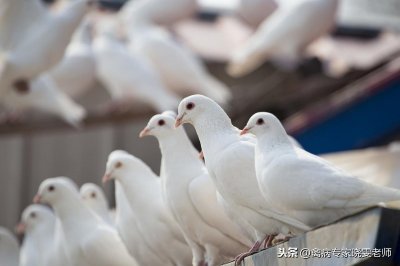 ​鸽子养殖五禁忌，你有在触碰吗？