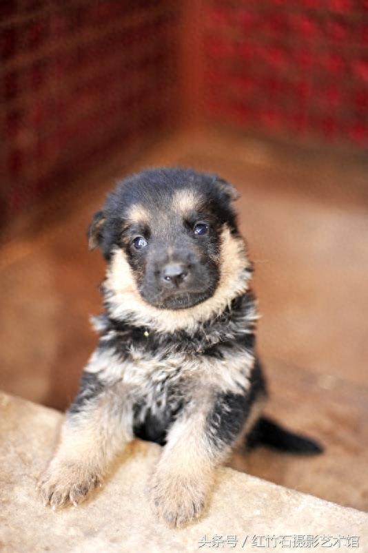 世界十大名犬威武德国牧羊犬幼犬图集呆萌又严肃看了你也想养一只