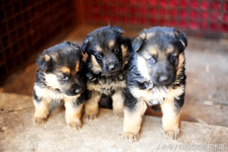 世界十大名犬威武德国牧羊犬幼犬图集呆萌又严肃看了你也想养一只