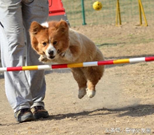 深受人们喜爱的小短腿，威尔士柯基犬详细介绍