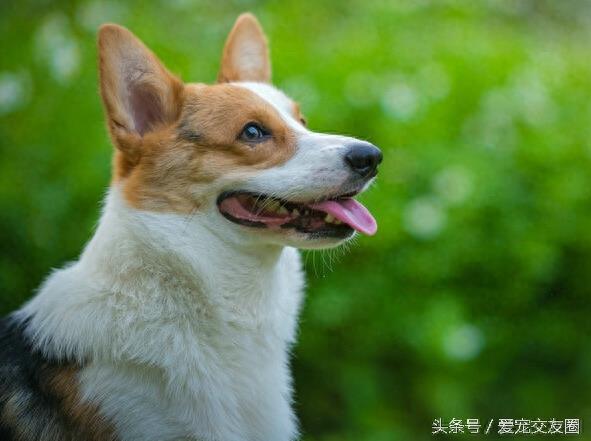 深受人们喜爱的小短腿，威尔士柯基犬详细介绍